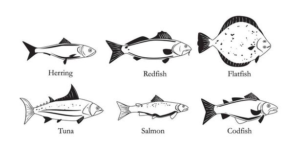 Sea food fish with names, set of graphic images of fish on an information poster or banner, black and white vector illustration isolated on white background. - Vektor, kép
