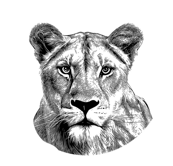 Adult lioness πορτρέτο χέρι ζωγραφισμένα σκίτσο, άγρια ζώα - Διάνυσμα, εικόνα