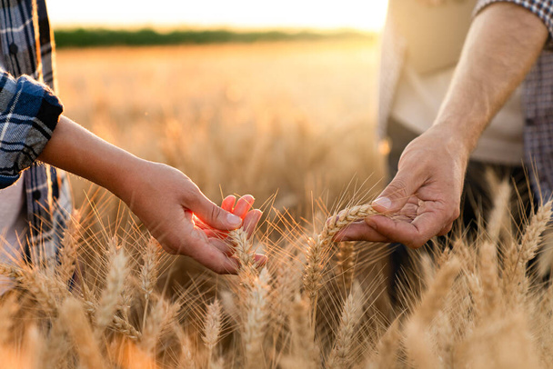 Farmers touches the ears of wheat on an agricultural field - Φωτογραφία, εικόνα