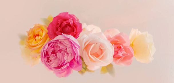beautiful roses on white background close up - Φωτογραφία, εικόνα