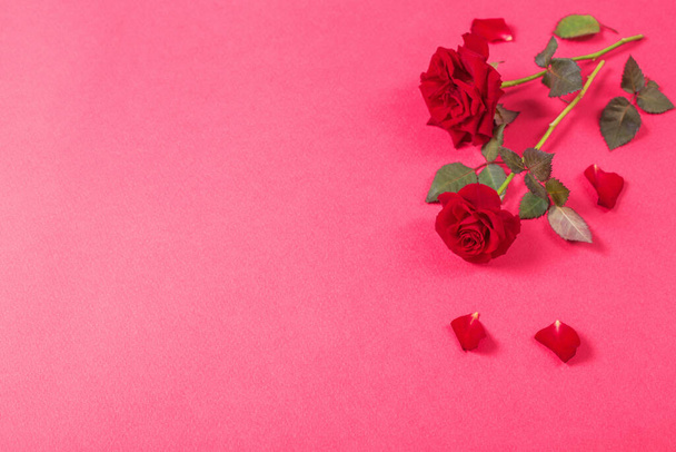 roses on pink paper background - Foto, afbeelding