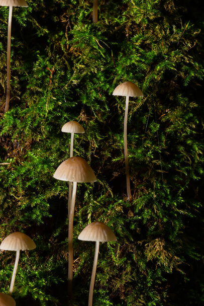 Pilz Mycena galopus wächst auf grünem Moos im Wald. - Foto, Bild