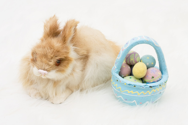 húsvéti nyúl - Fotó, kép