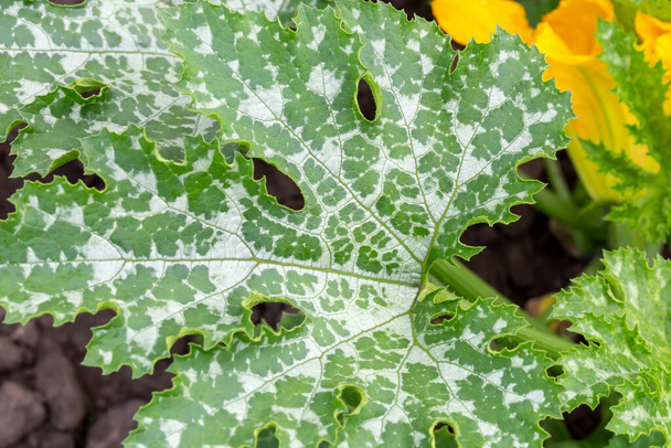 Close-up van grote wit-groene blad van courgette struik groeien in groentetuin. Nieuwe oogst. Milieuvriendelijke producten. Lokaal gegroeid. Selectieve focus, defocus - Foto, afbeelding