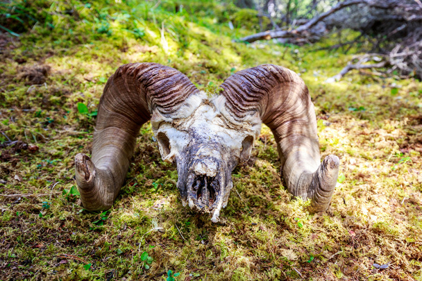 büyük horn koyun kafatası - Fotoğraf, Görsel