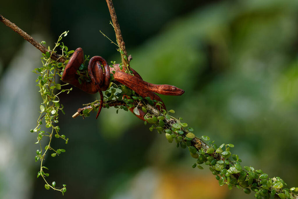 Central American Tree Boa, Corallus annulatus, also known as common tree boa, Trinidad tree boa or tree boa hanging on a branch in the forest in Costa Rica - Photo, Image