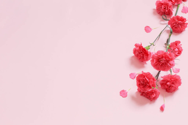 pink carnation flowers on pink background - Фото, изображение