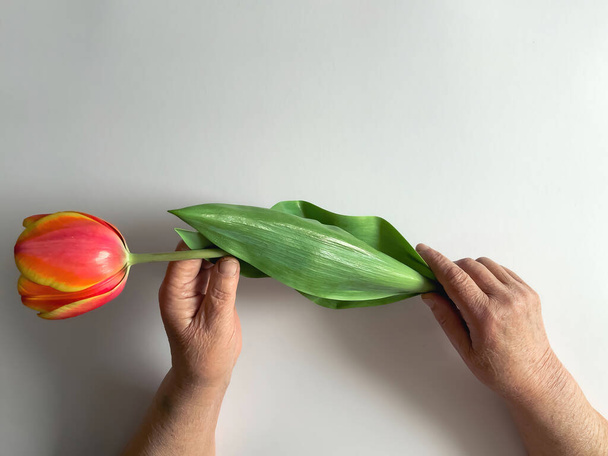 Tulipe rouge dans les mains d'une femme âgée, vue de dessus, concept de fête des mères. - Photo, image