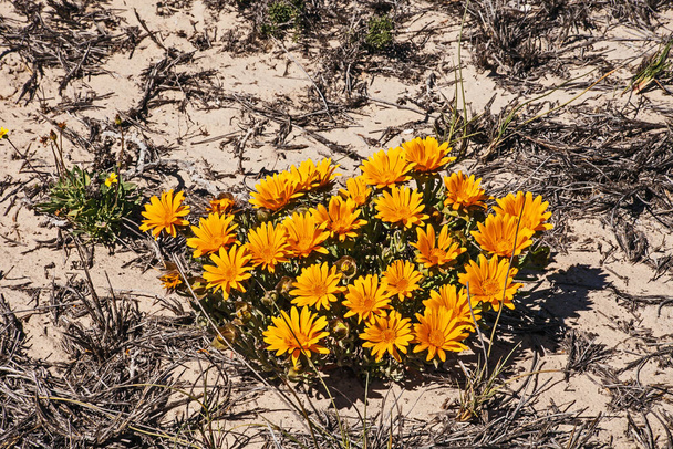 Bright orange flower of a wild Gazania in the Namaqua National Park. South Africa - Photo, Image