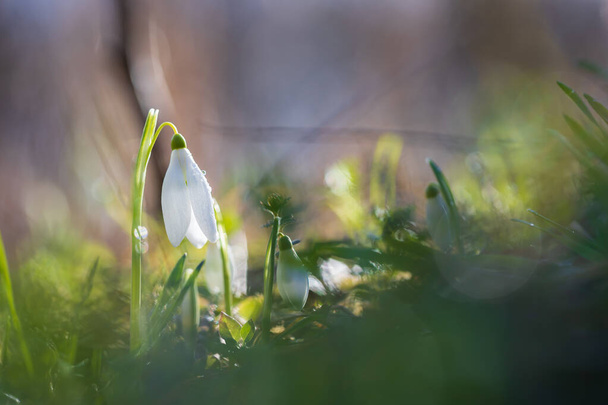 Caída de nieve - Galanthus nivalis primera flor de primavera. Flor blanca con hojas verdes. - Foto, imagen