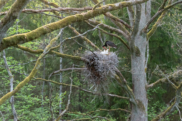 Black stork with babies in the nest. Wildlife scene from nature. Bird Black Stork with red bill, Ciconia nigra, sitting on the nest in the forest. Animal spring nesting behavior in the forest. - Фото, изображение