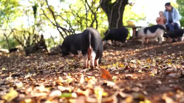Małe prosięta chodzą po ziemi szukając jedzenia pod liśćmi i machając ogonami. Wysokiej jakości materiał 4k - Materiał filmowy, wideo