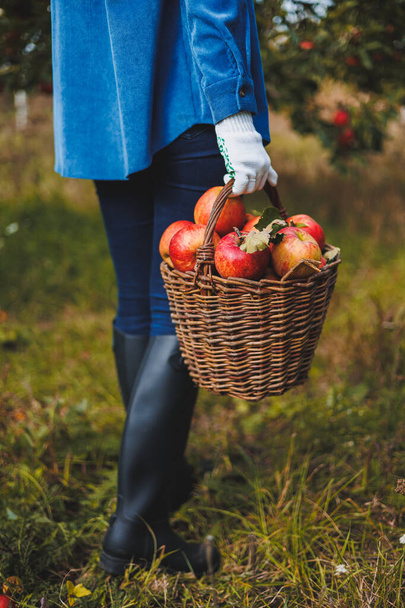 A female hand holds a basket with red ripe apples. Organic garden. Harvesting apples. Picking apples in autumn - Foto, Imagen