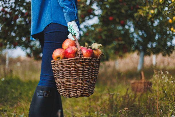 女性の手には赤い熟れたリンゴのバスケットがあります。有機庭園。リンゴを収穫する。秋にリンゴを摘む - 写真・画像