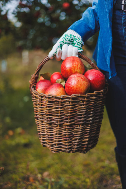 Une main féminine tient un panier avec des pommes rouges mûres. Jardin bio. Récolte des pommes. Cueillette des pommes en automne - Photo, image