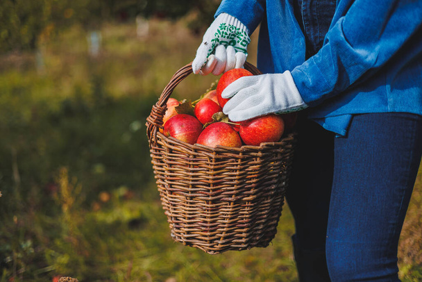 A female hand holds a basket with red ripe apples. Organic garden. Harvesting apples. Picking apples in autumn - Photo, Image
