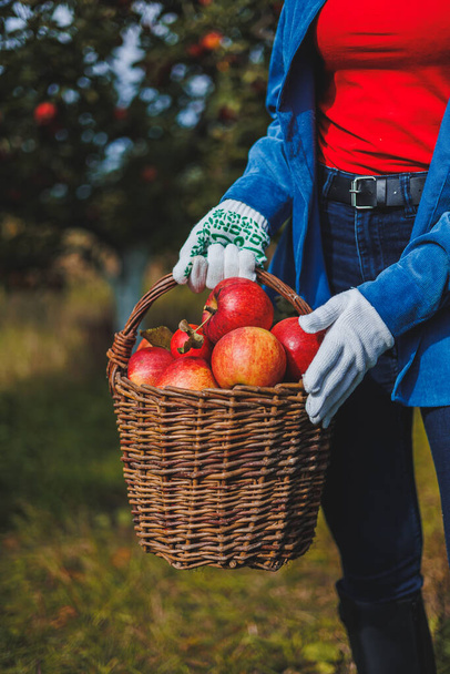 Ένα γυναικείο χέρι κρατά ένα καλάθι με κόκκινα ώριμα μήλα. Οργανικός κήπος. Συγκομιδή μήλων. Μαζεύοντας μήλα το φθινόπωρο - Φωτογραφία, εικόνα