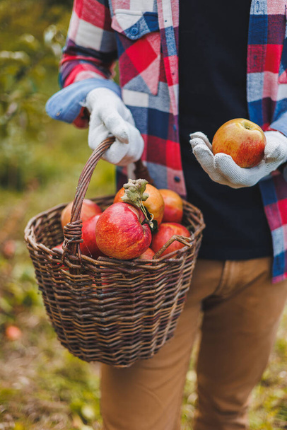 Sluiten van handen van arbeiders met manden appels die verse rijpe appels plukken in boomgaard tijdens de herfstoogst. Oogsttijd - Foto, afbeelding