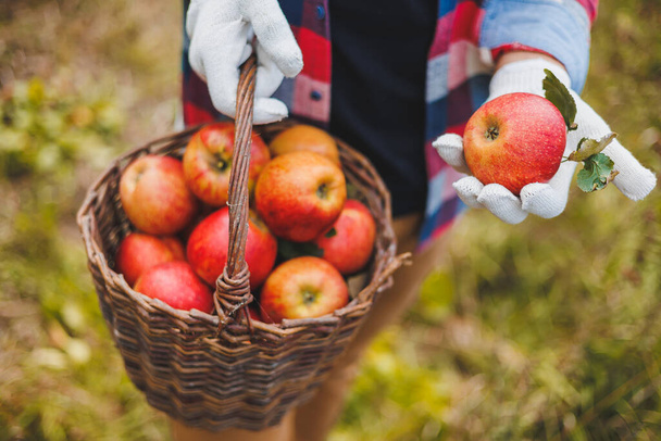 Közelkép a munkás kezéről, amint almakosarakat tart friss érett almákat szedegetve a gyümölcsösben az őszi szüret idején. Szüret időpontja - Fotó, kép