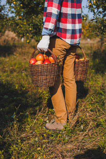Крупним планом руки робітника тримають кошики з яблуками, збираючи свіжі стиглі яблука в саду під час осіннього врожаю. Час збору
 - Фото, зображення