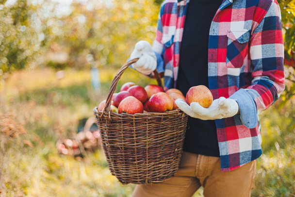 Κοντινό πλάνο των χεριών των εργαζομένων που κρατούν καλάθια με μήλα μαζεύοντας φρέσκα ώριμα μήλα σε οπωρώνες κατά τη διάρκεια της φθινοπωρινής συγκομιδής. Χρόνος συγκομιδής - Φωτογραφία, εικόνα