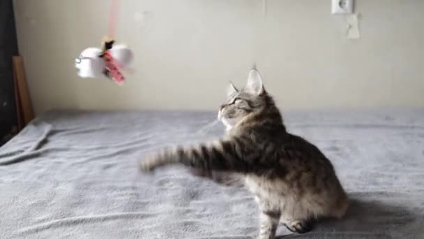 Futrzasty kot łapie zabawkę leżąc na podłodze w domu - Materiał filmowy, wideo