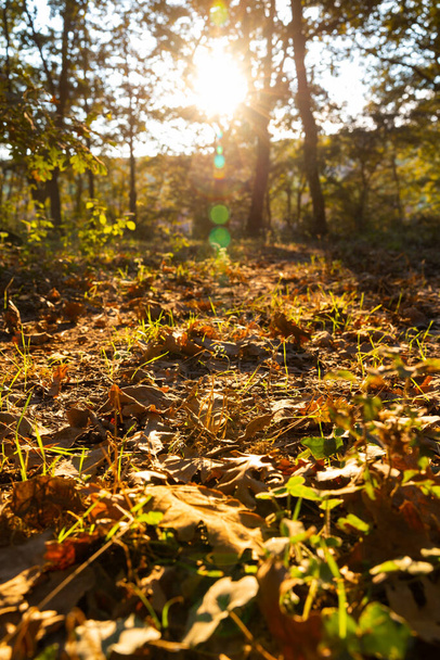 Fallen brown leaves on the ground with direct sunlight. Autumn view at sunset. - Fotoğraf, Görsel