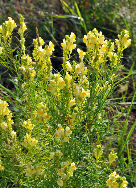 Linaria vulgaris florece en la naturaleza entre las hierbas - Foto, imagen