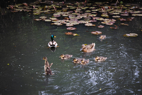 Ankka perhe ui lammessa
 - Valokuva, kuva