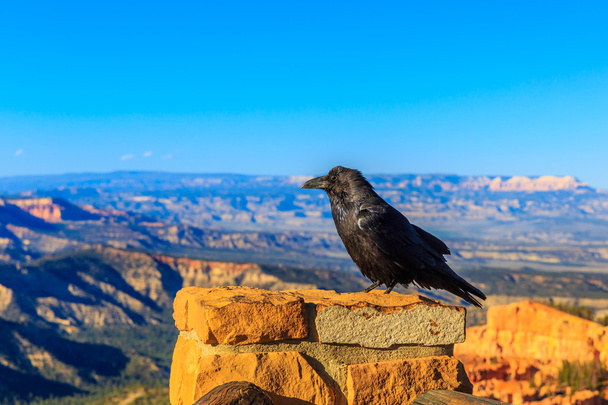 Raven at Bryce Canyon - Photo, Image