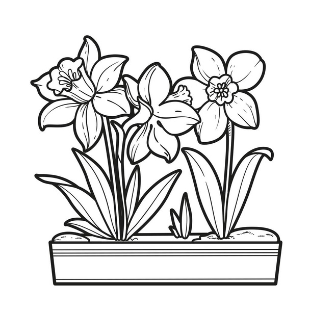 Narcissus flowers in a long pot coloring book linear drawing isolated on white background - Vektör, Görsel