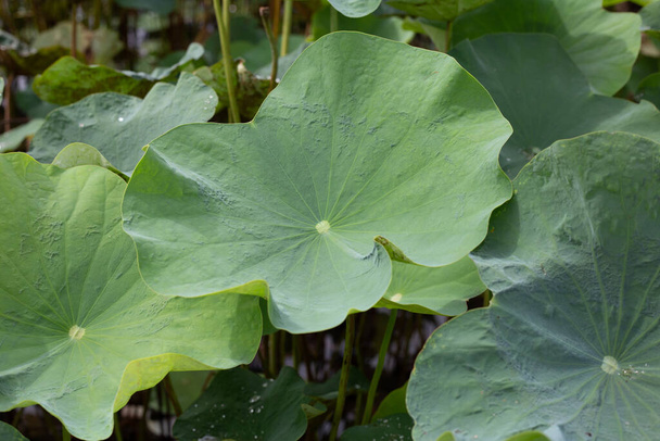 Green leaves of lotus flower - Photo, Image