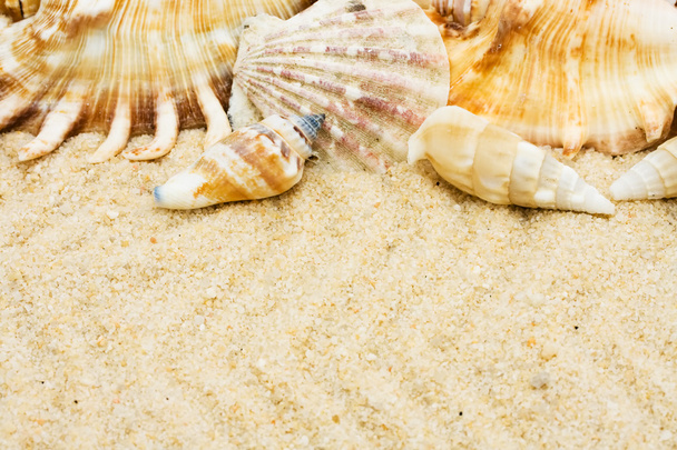 Sea Shells - Φωτογραφία, εικόνα