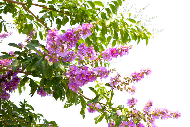 Inthanin bok puun kukka (Lagerstroemia macrocarpa var macrocarpa) - Valokuva, kuva