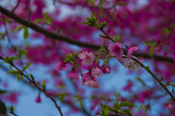 Když kvetou třešně brilantní - Fotografie, Obrázek