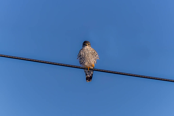The Merlin (Falco columbarius), juvenile bird.  Is a small species of falcon. Natural scene from Wisconsin. Can catch birds larger than itself, but hunts insects and smaller prey.  - Foto, Bild