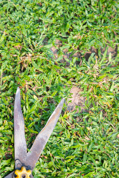 Grass shears on the green grass, hobby and gardening concept - Foto, immagini