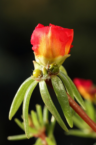Portulaca grandiflora
 - Фото, зображення