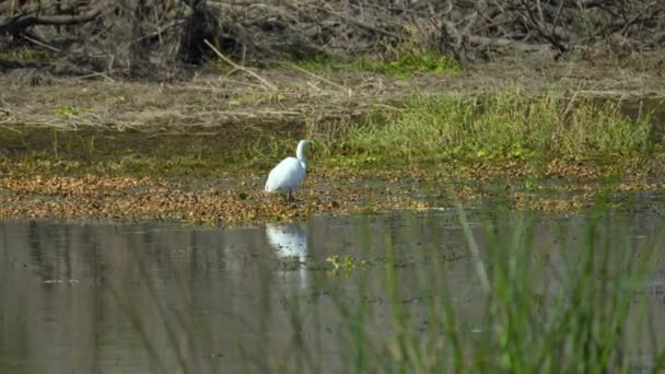 White great egret bird hunting on Florida wetland in summer. - 映像、動画