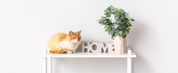 Carino gatto divertente con rami di eucalipto in vaso sullo scaffale vicino alla parete luminosa - Foto, immagini