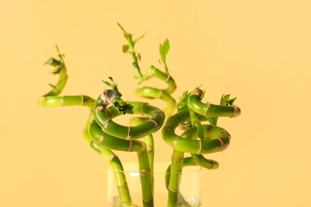 Váza bambusz növény bézs alapon - Fotó, kép