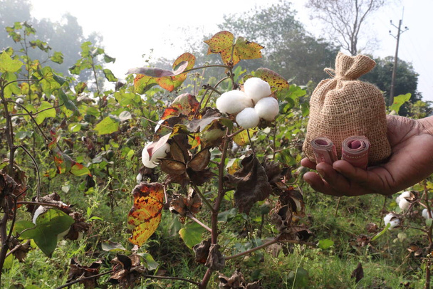 peruvian pima cotton farm with money bag for harvest are cash crops - Photo, Image