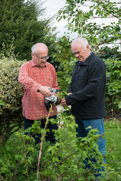 Two senior gardeners - Foto, Bild