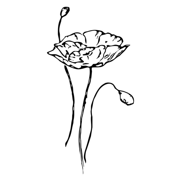 Vector illustration. Black flowers on a white background. - Vetor, Imagem