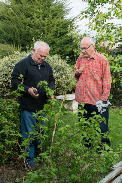 Two senior gardeners - Foto, Bild