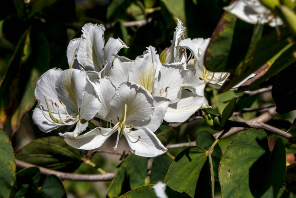 Las flores blancas del árbol Bauhinia se acercan. Árbol floreciente de orquídeas al sol - Foto, imagen