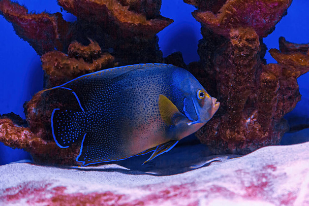 Underwater shot of fish Pomacanthus semicirculatus close up - Photo, Image
