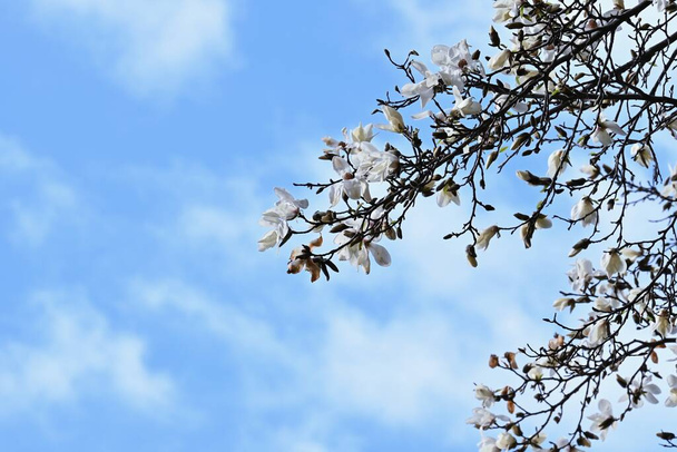 Kobus magnolia bloeit. Magnoliaceae loofbomen. Witte bloemen bloeien in het vroege voorjaar voor andere bomen. De bloemen zijn medicinaal en het fruit wordt gebruikt in vruchtenwijn. - Foto, afbeelding