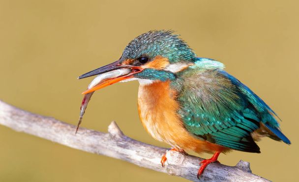 Common kingfisher, Alcedo atthis. The female accepted a fish from the male - Photo, Image