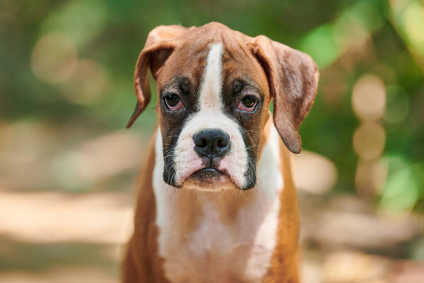Boxer dog puppy face close up at outdoor park walking, green grass background, funny cute boxer dog face of short haired dog breed. Boxer puppy portrait, wrinkled pup brown white coat color - Photo, Image